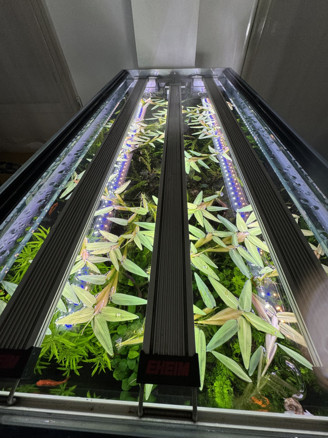 surface time J’adore ces plantes de surface ! Hygrorysa aristata! J’en ai depuis longtemps , elles poussent rapidement par ramifications mais n'envahissent pas la surface comme certaines espèces…. Mes gouramis les adorent et pas qu’eux d’ailleurs ?