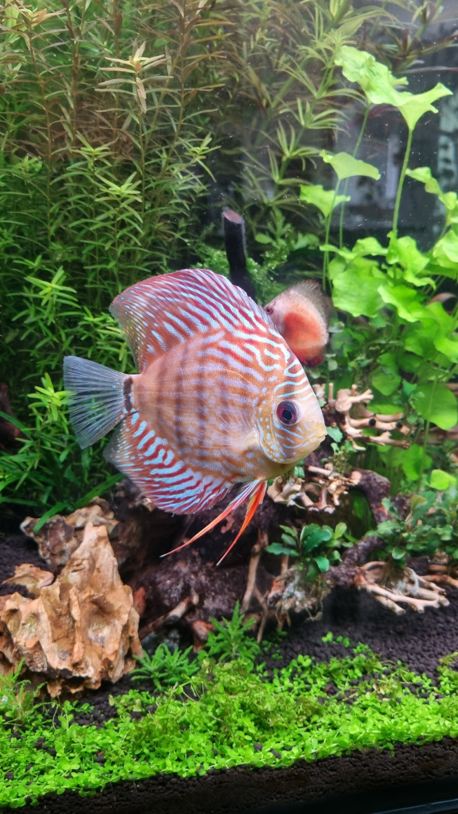 Des nouveaux copains Arrivage de nouveaux discus. Ça va calmer l'agressivité du plus gros des "premiers" arrivés.