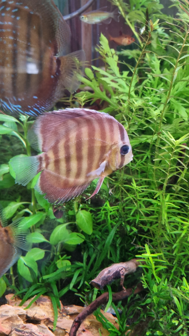 Des nouveaux copains Arrivage de nouveaux discus. Ça va calmer l'agressivité du plus gros des "premiers" arrivés.