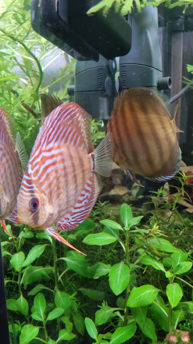 Des nouveaux copains Arrivage de nouveaux discus. Ça va calmer l'agressivité du plus gros des "premiers" arrivés.