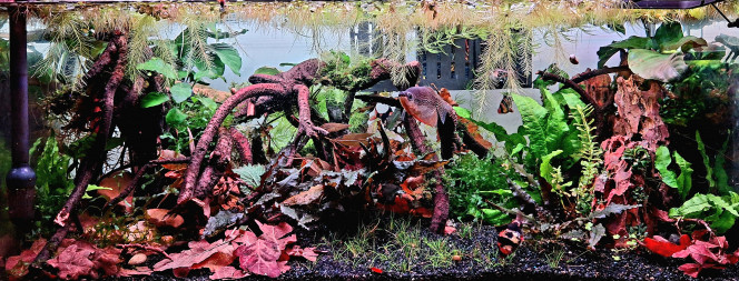 Ajout de quelques bricoles Pour accueillir de nouvelles bestioles, que je présenterai prochainement, j'ai ajouté des feuilles mortes et des cachettes