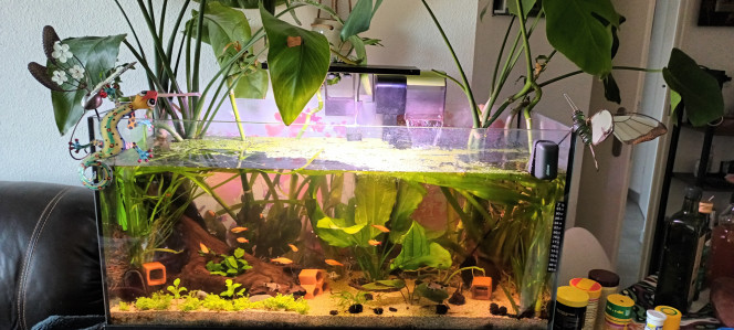 1 plantes vertes avec racines dans l aquarium
10 tanichthys gold
15 corydoras panda
1 betta
Crevettes Amano