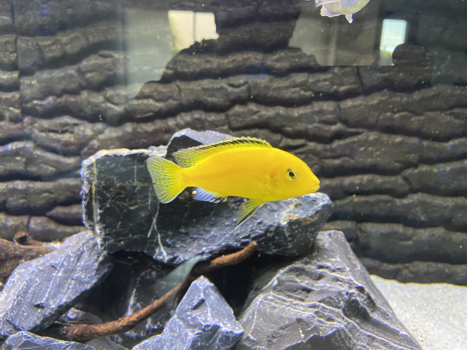 Labidochromis caeruleus lion's cove 