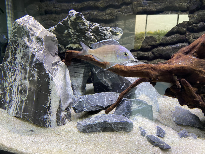 Placidochromis electra blue hongi 