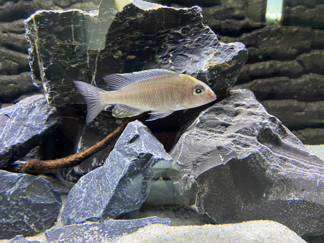 Aulonocara maylandi 