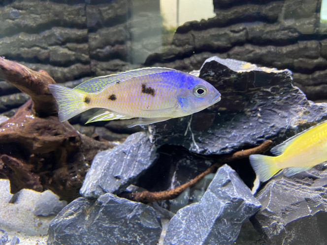 Copadichromis verduyni namitumbu 