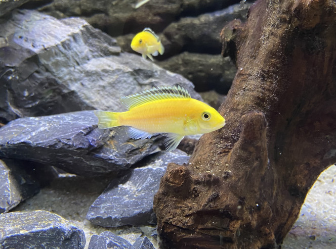 L’abidochromis caeruleus lion’s cove Nouvelle arrivée du jours, 2 femelles