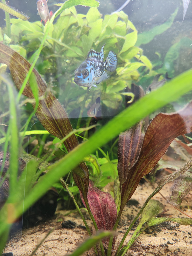 Blue Jack Dempsey Reçu en cadeau par un ami