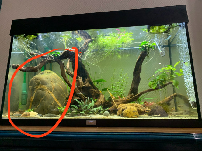 Le moment le moins plus stressant pour mon aquarium ? Remplacer l’énorme pierre de plus de 25kg par un empilement de galets fait maison.
Alors oui la grosse pierre était plus jolie mais… faisait perdre de la place inutilement, maintenant les petites sewellias peuvent se cacher dedans et elles adorent ?
Ouff une bonne chose de faite ! ?