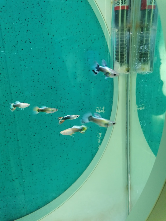 Les Guppy Males sont disponible 3€ l'unité, si vous avez besoin de renouveler vos couples, n'hésitez pas !!
