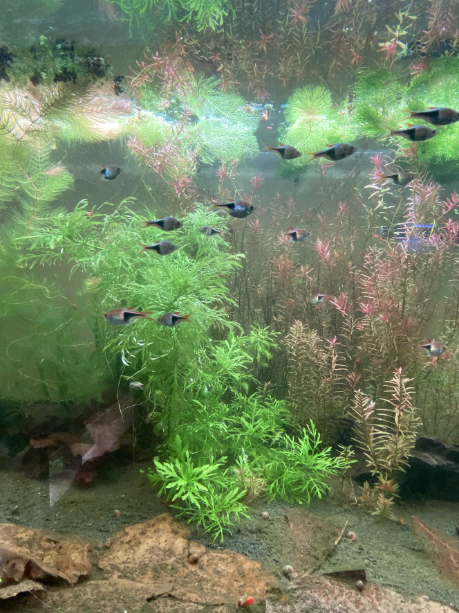 Partage et ajout de poisson 360L ! 
J’ai ajouté 15 rasboras arlequins dimanche aux 15 déjà présents.
Tout à l’air de bien se passer