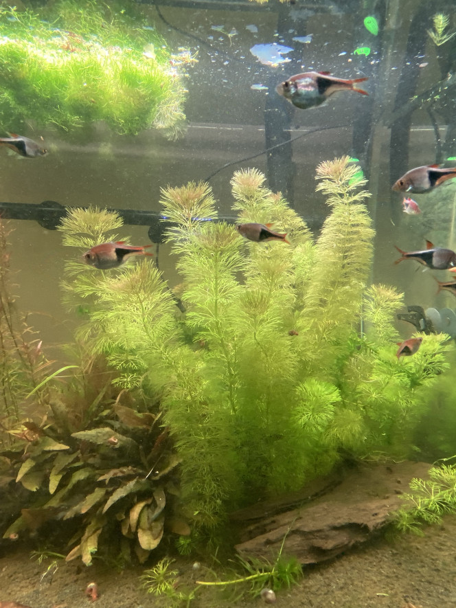 Partage et ajout de poisson 360L ! 
J’ai ajouté 15 rasboras arlequins dimanche aux 15 déjà présents.
Tout à l’air de bien se passer