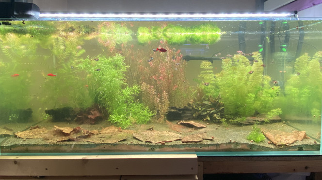 Partage et ajout de poisson 360L ! 
J’ai ajouté 15 rasboras arlequins dimanche aux 15 déjà présents.
Tout à l’air de bien se passer