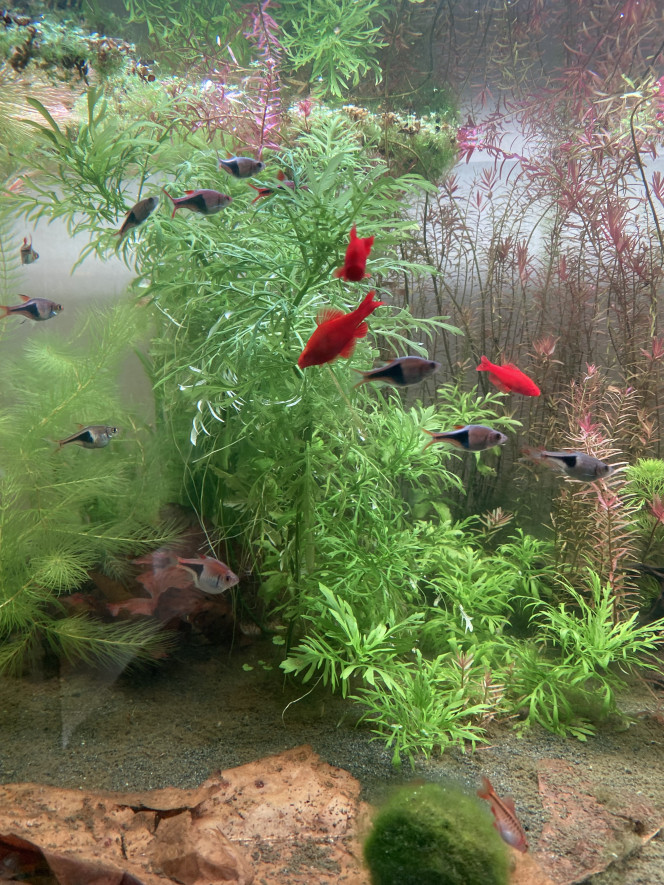 Partage et ajout de poisson 360L ! 
J’ai ajouté 15 rasboras arlequins dimanche aux 15 déjà présents.
Tout à l’air de bien se passer