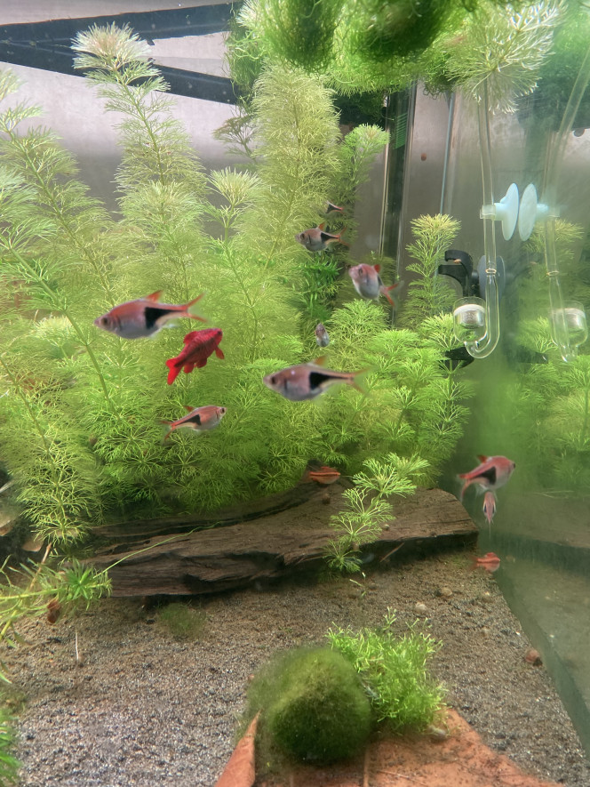 Partage et ajout de poisson 360L ! 
J’ai ajouté 15 rasboras arlequins dimanche aux 15 déjà présents.
Tout à l’air de bien se passer