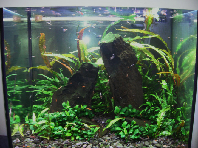 Lido 200 litres Crevettes , guppy endler , coridoras panda