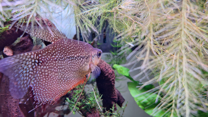 gourami perlé (Trichopodus leerii Il n'a pas peur de moi mais fuit l'objectif.