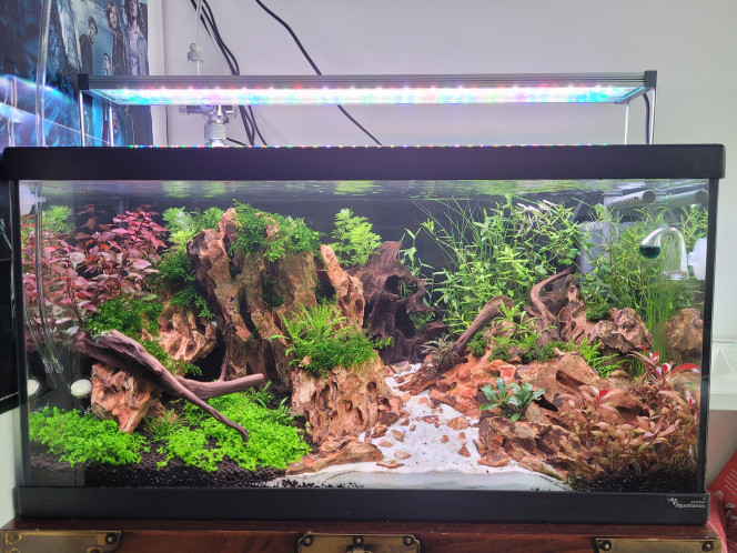 Introduction amano 