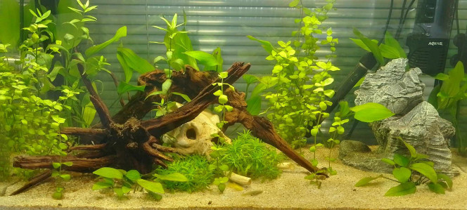 Premier aquarium Aquarium mis en eau le 6 avril (il me semble, de mémoire).
Introduction des premiers poissons il y a 9 jours, le 8 mai (c'est assez rapide mais les paramètres était très stables après un petit pic). 1 mâle et 3 femelles guppy endlers. Le week-end même, les premiers alevins étaient là car une femelle était pleine. 

Parmis les alevins, j'ai constaté à ma grande surprise un (ou une) déjà très coloré, orange. Toutes les nageoires semblent classiques pour tous les alevins, comme celles des femelles (pas de double épée par exemple pour le moment). 

Savez-vous si les formes des nageoires, comme les mâles ont, se forment dès la naissance de l'alevin, ou évolue par la suite ?