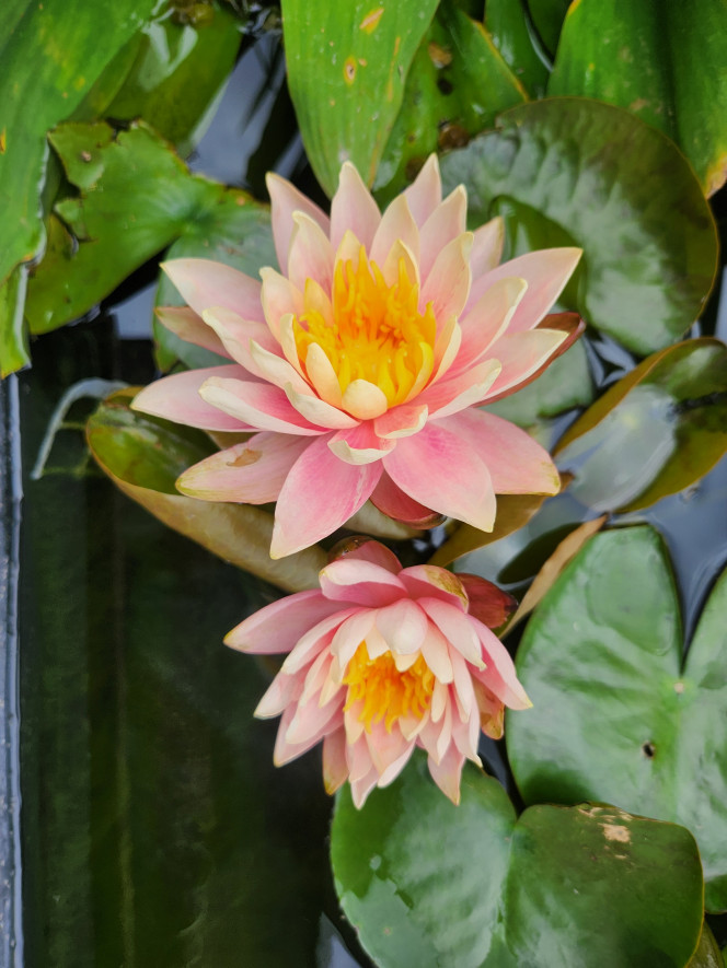 Deux fleurs de nénuphar C'est rare pour mon nénuphar d'avoir 2 fleurs simultanément donc je partage ? bonne journée à tous !