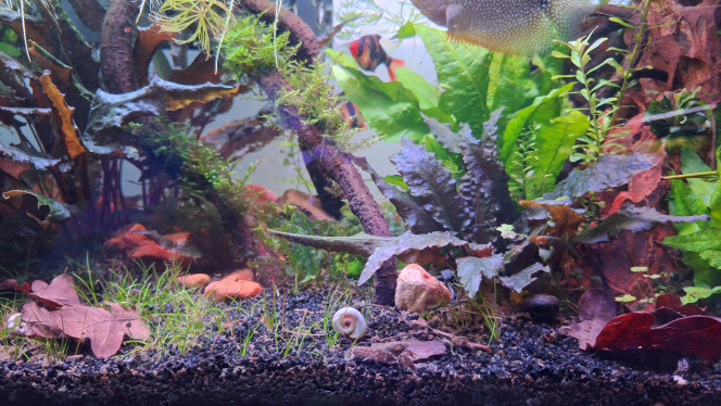 Poissons, escargots, écrevisse Des poissons assistant à une course entre un planorbe et une écrevisse