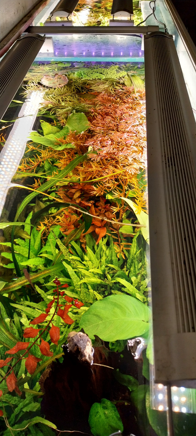 Photographie du post de STK54 