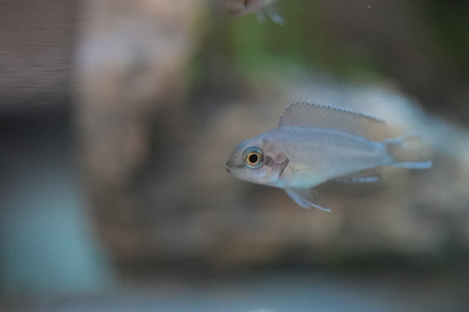 jeune neo multifaciatus 