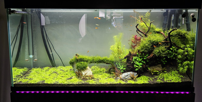 1 mois Voilà 1 mois que le bac est en route. 
Peu de changements ces derniers jours, j'ai dû modifier les réglages de ma rampe led pour un petit soucis d'algues , mais on est sur un retour à la normal , on a gagné la bataille avec mon armée de crevette. 
Les plantes se portent bien , légère taille aujourd'hui