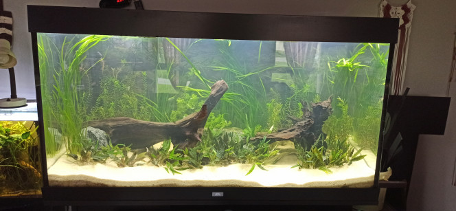 Remove Retrait de toutes les plantes, nettoyage de la racine. Retrait du sable puis ajout d'un substrat nutritif + sable neuf + ajout d'une seconde racine et de roches. Plantation.