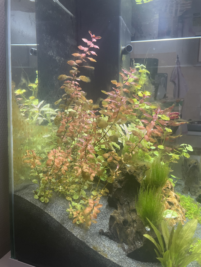Photos Apparition d’algue à la 3eme semaine de cyclage de l’Aquarium.
