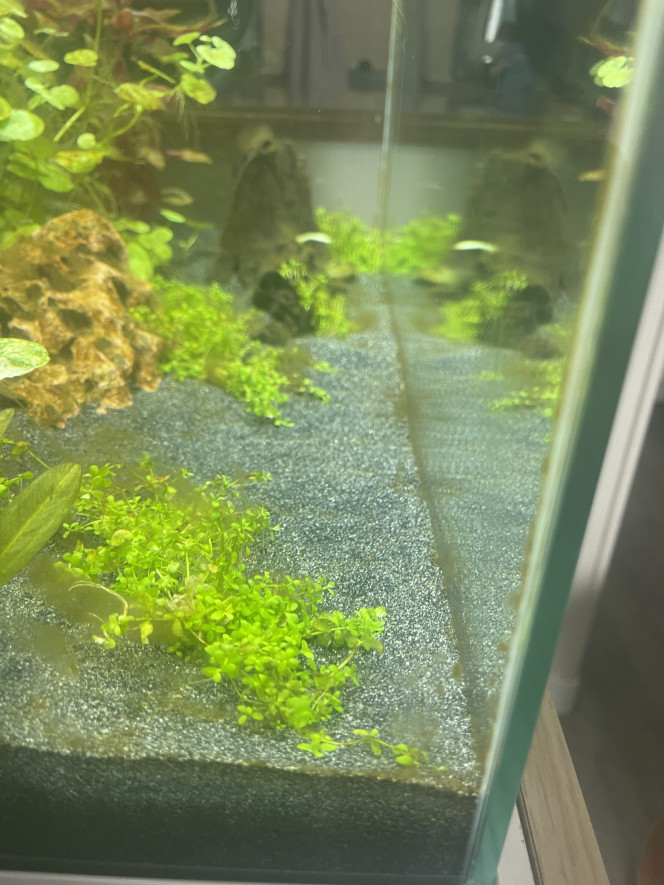 Photos Apparition d’algue à la 3eme semaine de cyclage de l’Aquarium.