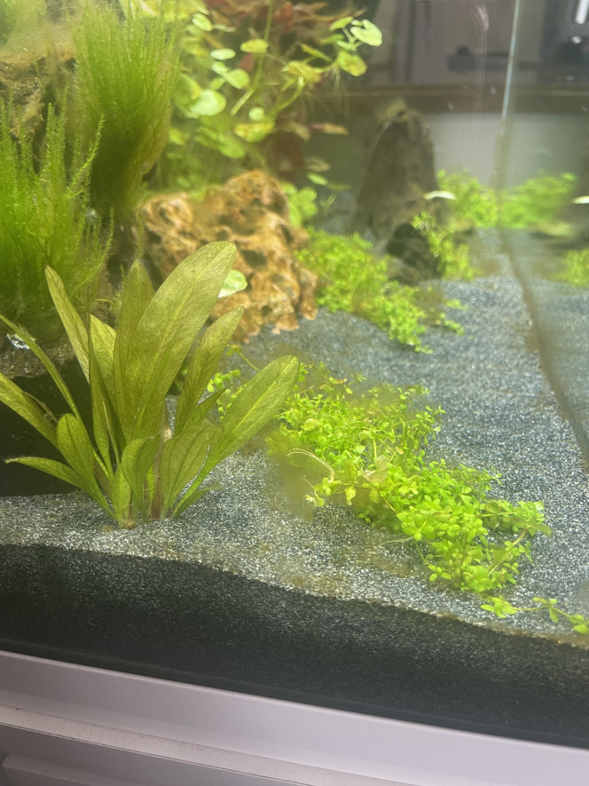 Photos Apparition d’algue à la 3eme semaine de cyclage de l’Aquarium.