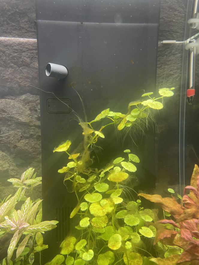 Photos Apparition d’algue à la 3eme semaine de cyclage de l’Aquarium.