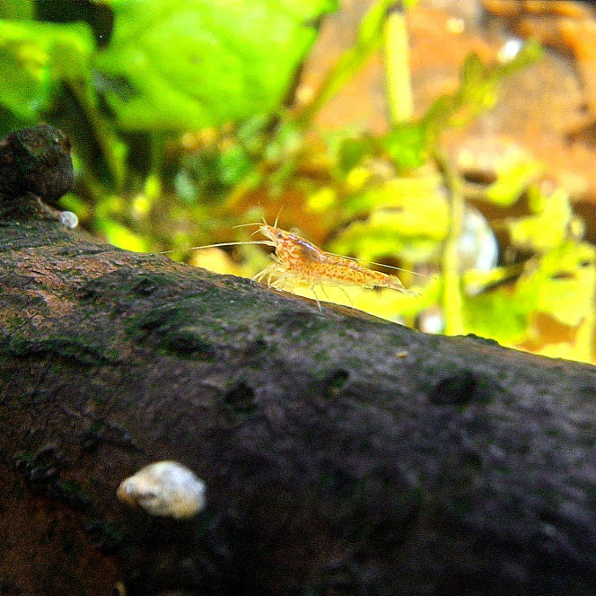 Un babay dans la Cascade Retour de la terre de mes ancêtres, Normandie fort et vert, je trouve une mini crevette !