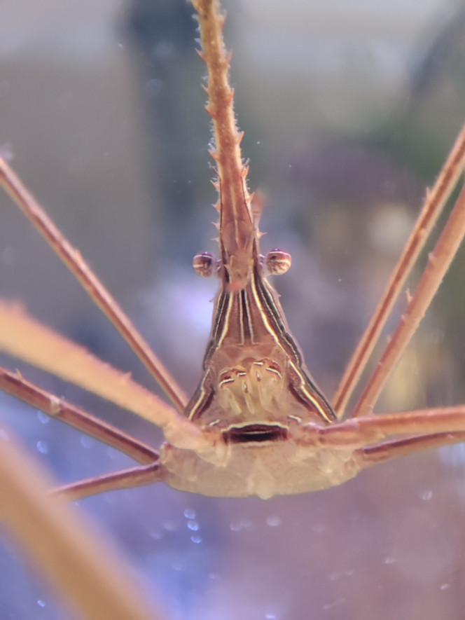 Stenorhynchus seticornis 