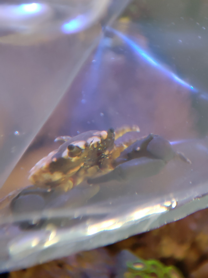 Crabe Mithrax 