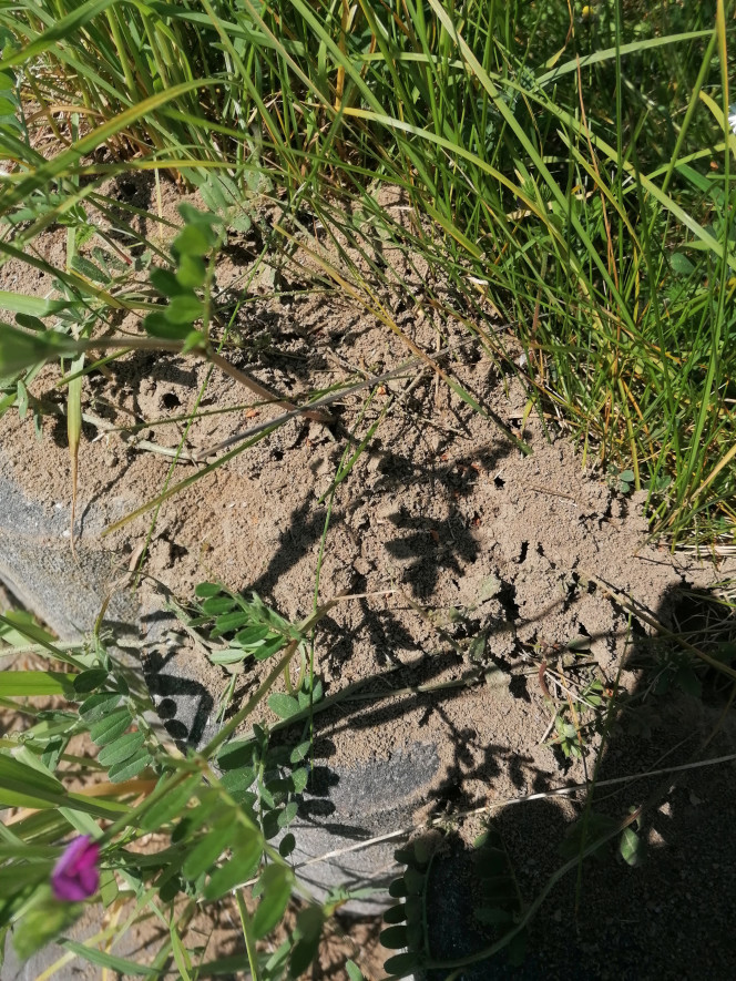 Mise en place-collecte de la terre Les fourmis du jardin ont bien bossé. La terre de leur fourmilière est complètement égrenée et exempte de débris végétaux ou d'autres insectes. Parfais pour amener de la masse riche en minéraux sans apporter trop de matière organique.