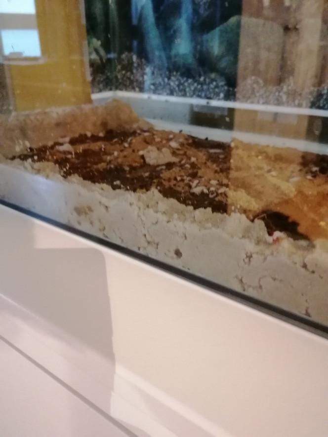 Mise en place du substrat Après avoir collecté de la terre de fourmis et un peu de terre du jardin prélevée entre 5 et 10 cm de profondeur, je mets tout dans le bac avec autour et au-dessus une bonne couche de sable. Environ 2 cm de terre avec par dessus 4 cm de sable.