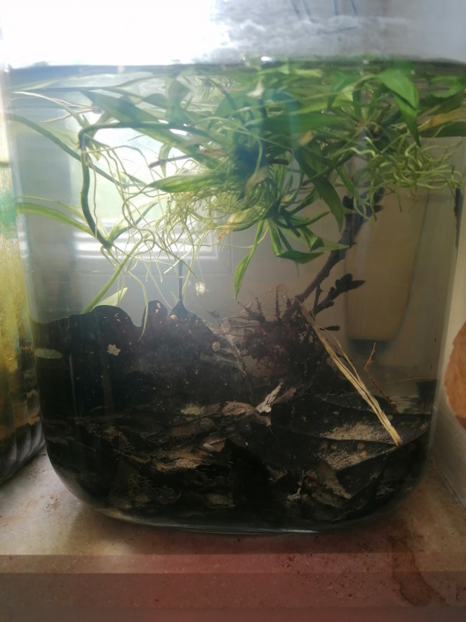 Resurrection jarre Avant de mettre en place l'aquarium je fais une "résurrection jarre". J'ai prélevé de l'eau dans un étang dans les bois avec un peu de vase, des feuilles mortes et de bois venant du fond de l'étang.
Je laisse "murir" un bon mois.