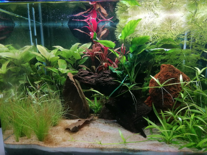 Evolution après 3 semaines Voilà à peu près 3 semaines que le bac est en eau. L'eau s'est éclaircie. Les plantes ont super bien poussé surtout la Limnophila . Je la taille le week-end prochain.
J'ai plein de cyclops dans le bac qui nagent un peu partout et j'ai vu 2 aselles. 

J'ai aussi des algues brunes qui se développent sur une partie du fond. A priori rien d'anormale au démarrage, je vais augmenter l'éclairage et voir si elles disparaissent.

J'attends que les nitrites baissent pour introduire les 1er crevettes.