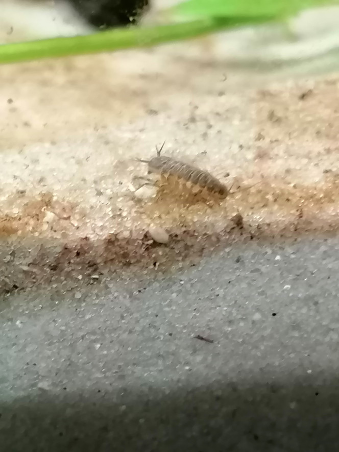 La 1er bestiole macroscopique Une aselles qui se promène en façade :-).