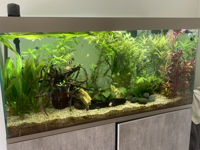 Barbuland Bac 240L composé d’une famille de 20 barbus de Sumatra ainsi que 9 barbus cerise ? 

En poisson de fond : 10 kullis + 3 siamensis + 5 gastromizon leveretti sans compter qlq crevettes ?
