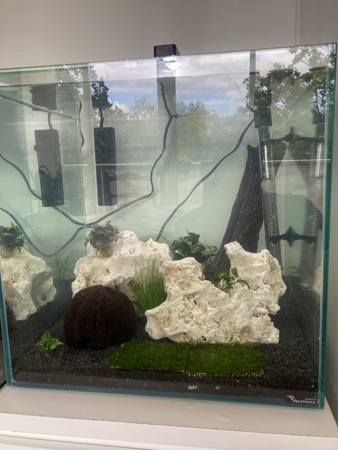 Crecreland Bac 60L avec crevettes 
Escargot et poissons en cours de cuisson 
Mise en eau il y a 3 semaines avec l’eau de mon bac de 240L, racine aussi déjà utilisé dans le bac de 240L, seules les pierres et plantes sont nouvelles avec anubia, ceyptocorine, mousse de java etc…