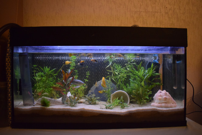 Tropical à Guppy Bonjour la communauté !
Mon nouvel aquarium par don risque la surpopulation non ?
Si oui, est-ce qu'il y a des intéressé.e.s pour des guppys sur Toulouse ? 
Merci de votre aide :)