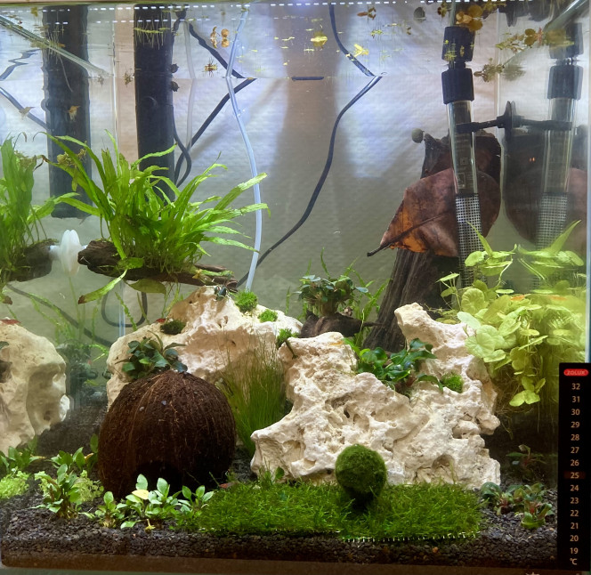 Crecreland Rajout de qlq pour plantes ? après les crevettes ?, elles kiffent! Ce bac commence à ressembler à qlq chose ???
