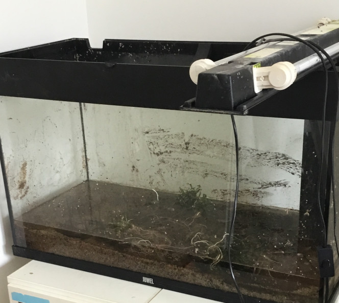 Déménagement ? Mon aqua retourne par les déménageurs....? j’ai rendue tout les poissons aux magasins. On part sur un aqua un peu plus aquascape avec: 2 macropodes; 15 rasboras et 1 poisson brindille. A voir pour des crevettes.