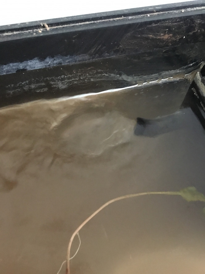 Filtration La technique du plastique au fond a à moitié fonctionne... à ne pas refaire ça fout de l’eau partout. Je me suis enfin décidé à allumer le filtre.