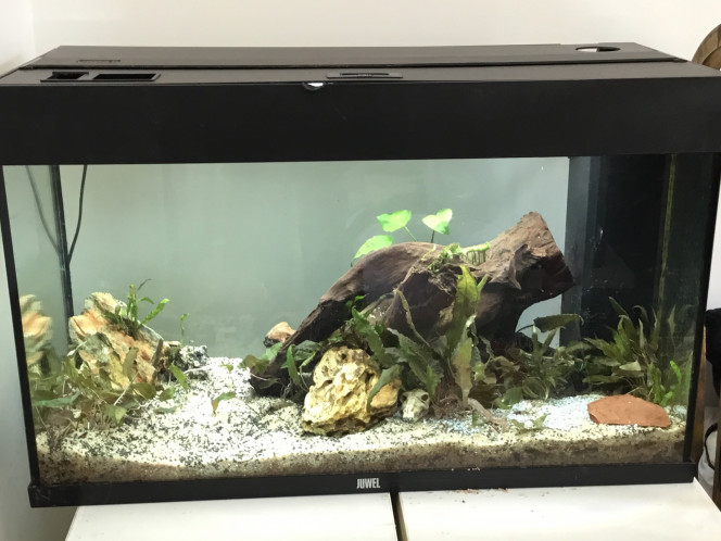  Voila pour les premières plantes. On va en racheter cette semaine (peut être aujourd’hui à voir) pour rendre l’aqua plus aquascape et mieux plante.