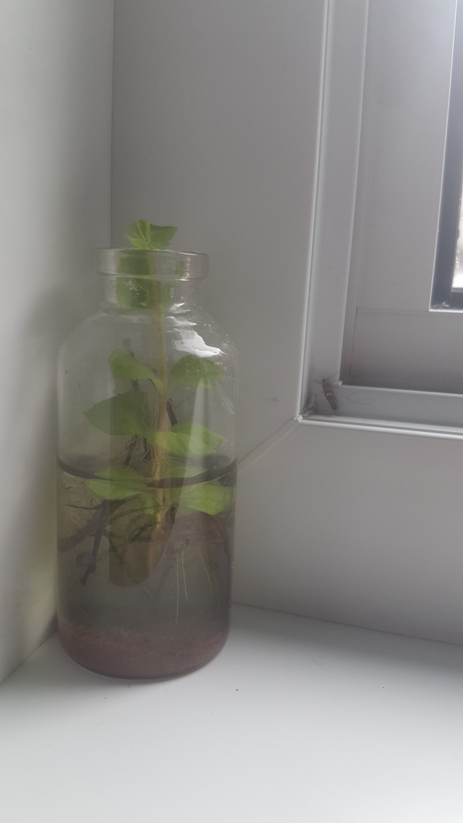 Ajout d'une plante et d'une jeune physe 