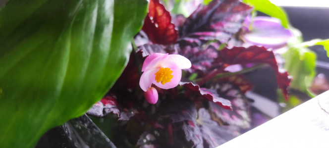 Belle évolution malgré tout -La cabomba qui n'est très certainement pas une furcata n'a cessé de péricliter depuis son introduction (quel que soit le bac, l'éclairage, le sol, la fertilisation). 

-La nymphoides hydrophylla a disparu. C'est entièrement de ma faute, je l'ai délaissé au profit d'autres végétaux. Je ne désespère pas, une pousse semble émerger de l'endroit où une tige esseulée a fait jusque-là office de vestige de la présence passé de cette plante.

-La "monte-carlo" pousse mais ne se répand pas, la "wallichii" (en remplacement de la cabomba) et la "bullosa" nouvellements introduites semblent bien se porter pour l'instant quel que soit le bac.

-La lobelia cardinalis et la lysimachia nummularia poussent lentement mais sûrement. J'aimerais idéalement les laisser émergés aux côtés des plantes en trempettes (sur l'arrière et à droite de celles-ci).

Je suis donc malgré tout très satisfait de ce bac. Sous certaines conditions, le low tech offre un choix bien plus large qu'espérer en termes de plantes.